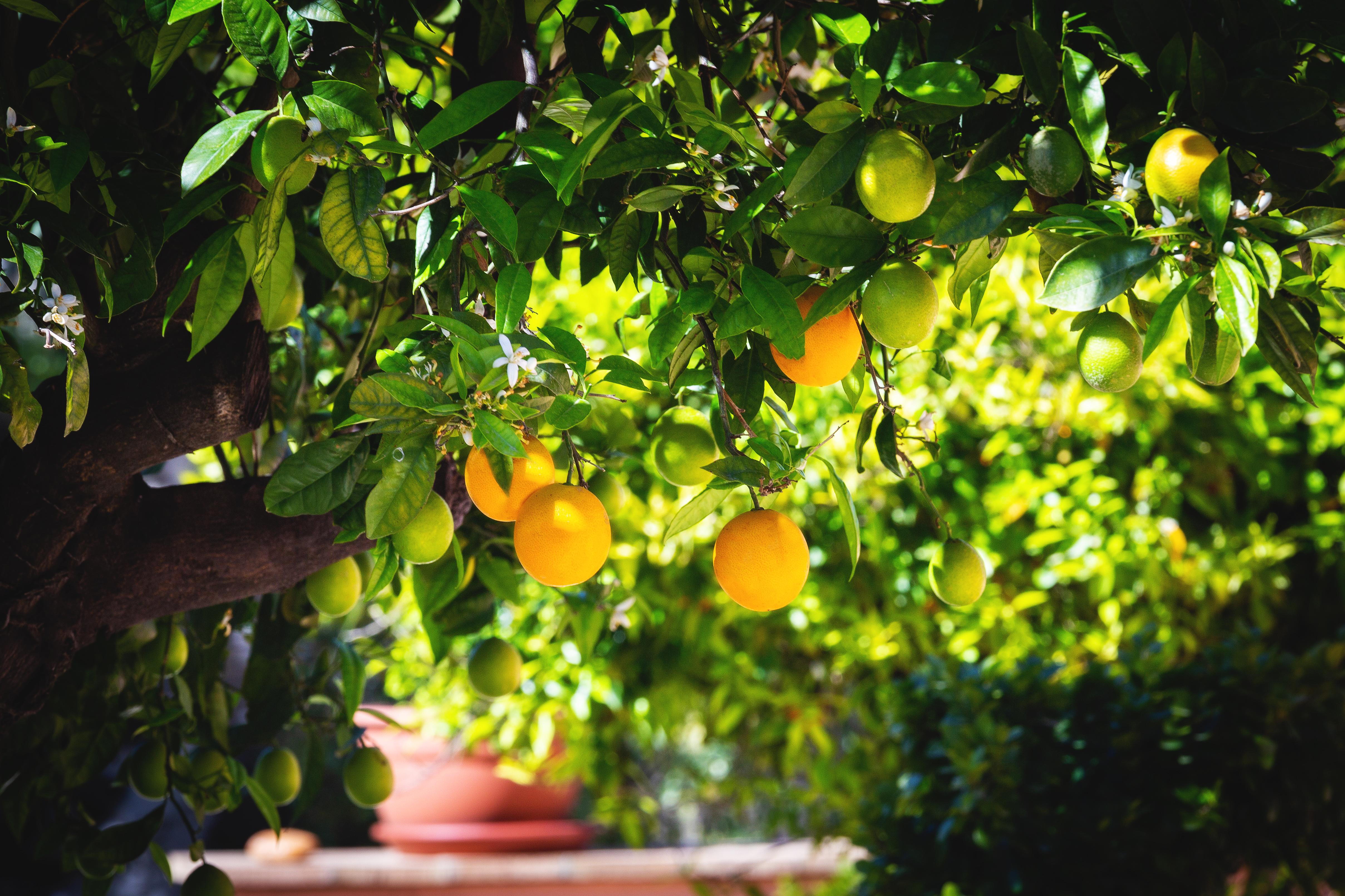 La Terra Dei Sogni Country Hotel Fiumefreddo di Sicilia Dış mekan fotoğraf